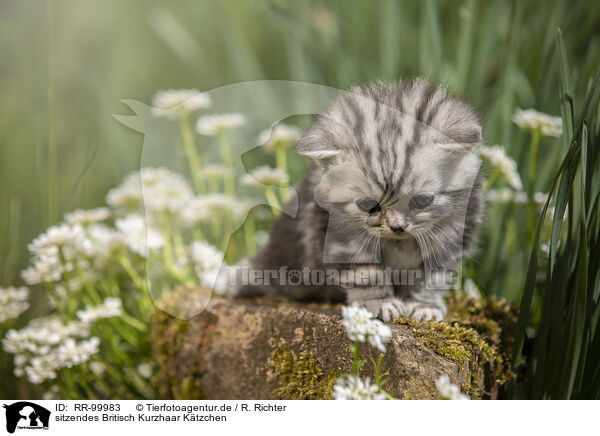 sitzendes Britisch Kurzhaar Ktzchen / sitting British Shorthair Kitten / RR-99983
