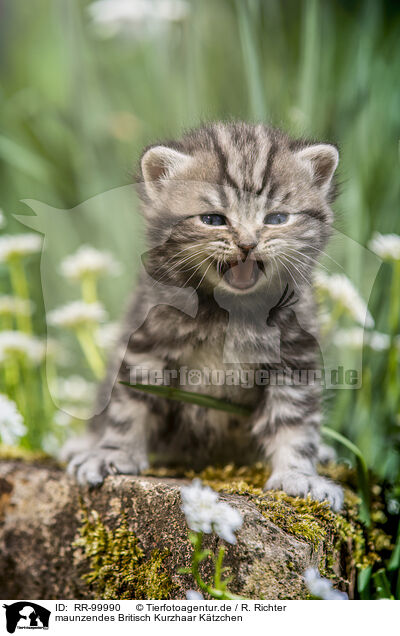 maunzendes Britisch Kurzhaar Ktzchen / meowing British Shorthair kitten / RR-99990