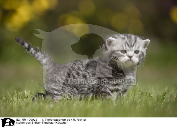 stehendes Britisch Kurzhaar Ktzchen / standing British Shorthair Kitten / RR-100025