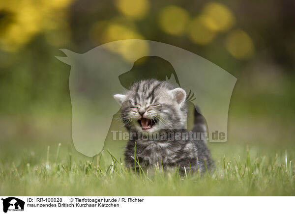 maunzendes Britisch Kurzhaar Ktzchen / meowing British Shorthair kitten / RR-100028