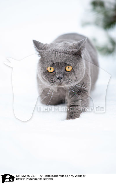 Britisch Kurzhaar im Schnee / MW-07287