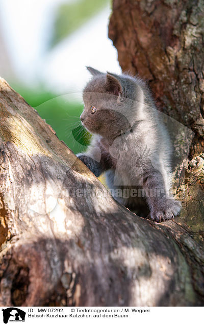 Britisch Kurzhaar Ktzchen auf dem Baum / MW-07292
