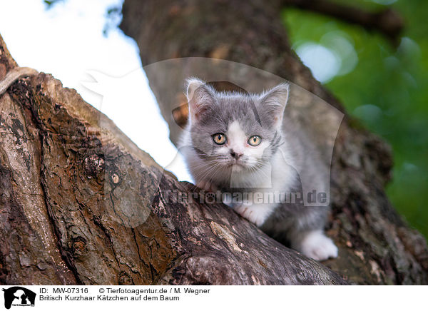Britisch Kurzhaar Ktzchen auf dem Baum / British shorthair kitten on the tree / MW-07316