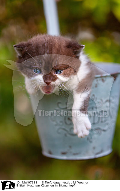 Britisch Kurzhaar Ktzchen im Blumentopf / British shorthair kitten in flowerpot / MW-07333