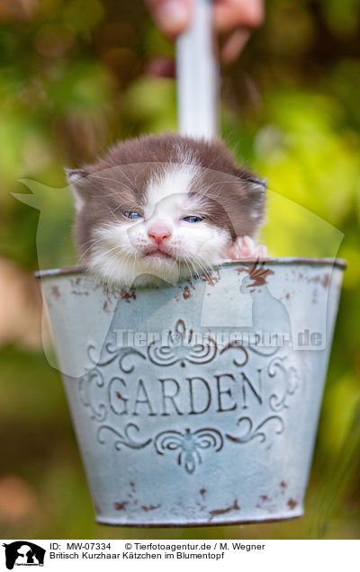 Britisch Kurzhaar Ktzchen im Blumentopf / British shorthair kitten in flowerpot / MW-07334