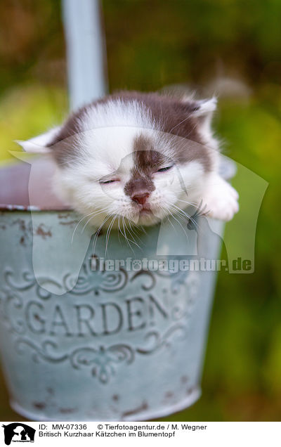 Britisch Kurzhaar Ktzchen im Blumentopf / British shorthair kitten in flowerpot / MW-07336