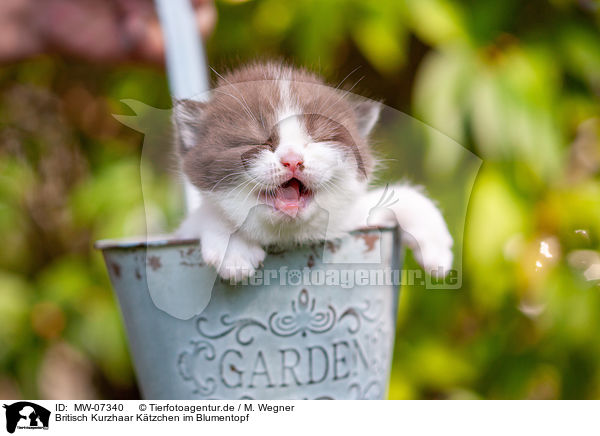 Britisch Kurzhaar Ktzchen im Blumentopf / British shorthair kitten in flowerpot / MW-07340