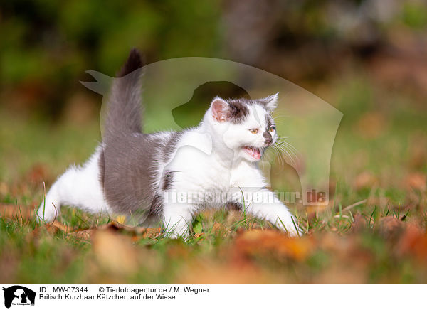 Britisch Kurzhaar Ktzchen auf der Wiese / British shorthair kitten in the meadow / MW-07344