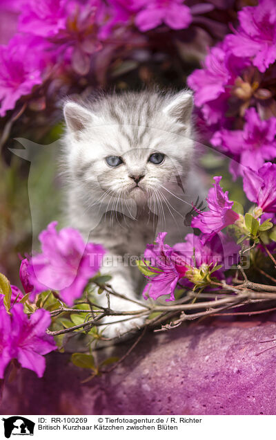 Britisch Kurzhaar Ktzchen zwischen Blten / British shorthair kitten between flowers / RR-100269