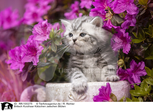 Britisch Kurzhaar Ktzchen zwischen Blten / British shorthair kitten between flowers / RR-100275