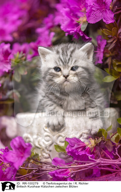 Britisch Kurzhaar Ktzchen zwischen Blten / British shorthair kitten between flowers / RR-100279