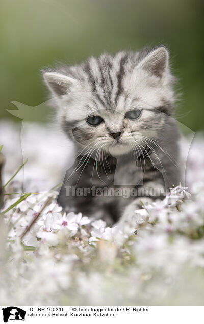 sitzendes Britisch Kurzhaar Ktzchen / sitting British Shorthair Kitten / RR-100316