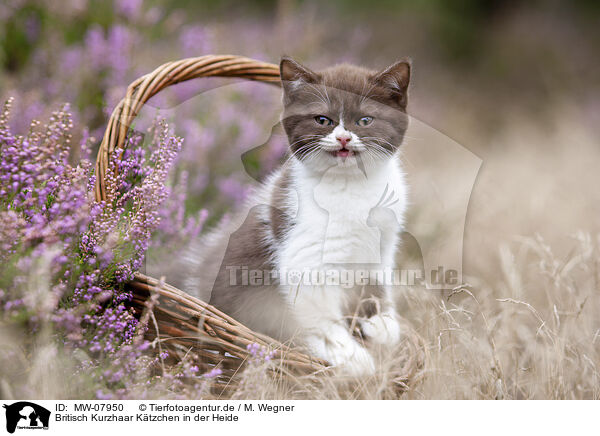 Britisch Kurzhaar Ktzchen in der Heide / British Shorthair kitten in the heathland / MW-07950