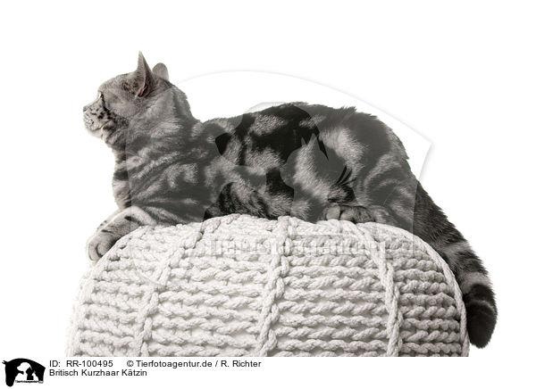 Britisch Kurzhaar Ktzin / female British Shorthair / RR-100495