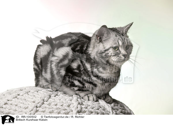 Britisch Kurzhaar Ktzin / female British Shorthair / RR-100502