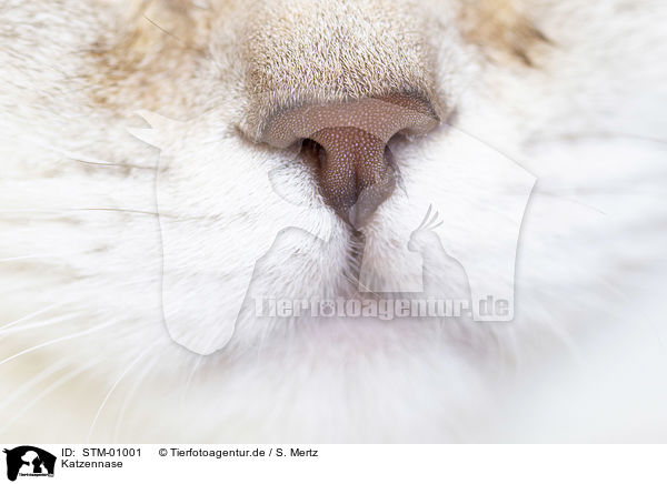 Katzennase / cat nose / STM-01001