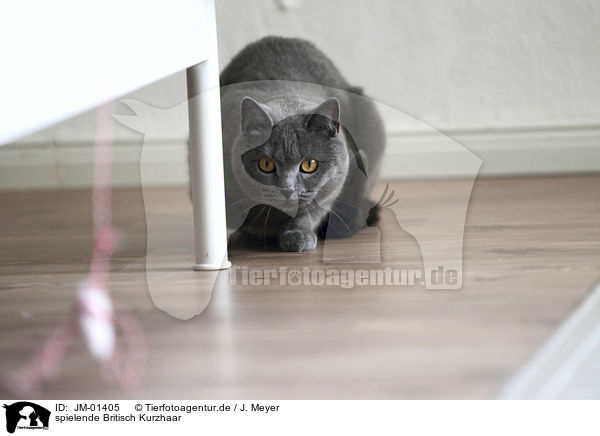 spielende Britisch Kurzhaar / playing British Shorthair / JM-01405