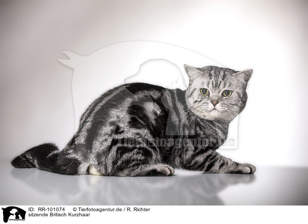 sitzende Britisch Kurzhaar / sitting British Shorthair / RR-101074