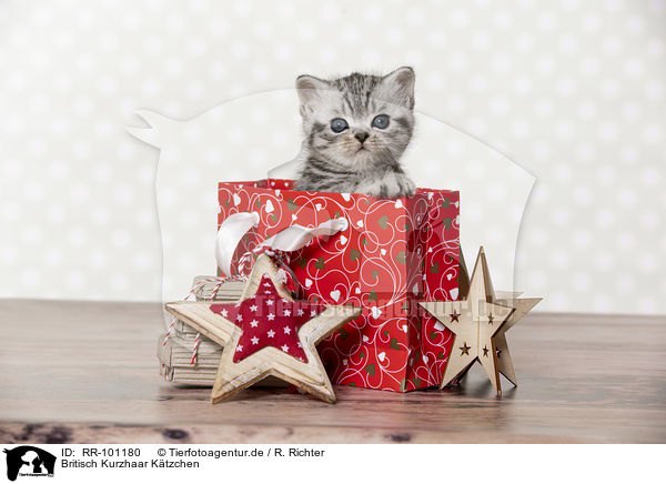 Britisch Kurzhaar Ktzchen / British Shorthair Kitten / RR-101180