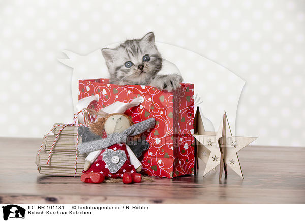 Britisch Kurzhaar Ktzchen / British Shorthair Kitten / RR-101181