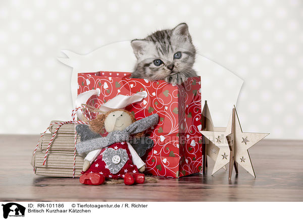 Britisch Kurzhaar Ktzchen / British Shorthair Kitten / RR-101186