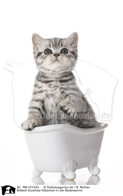 Britisch Kurzhaar Ktzchen in der Badewanne / British Shorthair Kitten in the bath / RR-101420