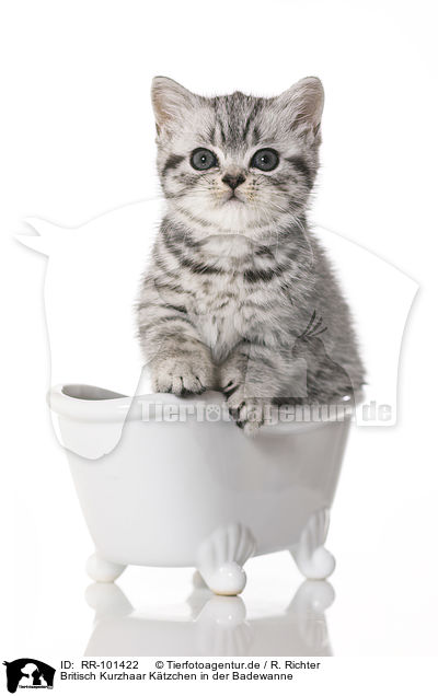 Britisch Kurzhaar Ktzchen in der Badewanne / RR-101422