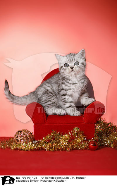 sitzendes Britisch Kurzhaar Ktzchen / sitting British Shorthair Kitten / RR-101498