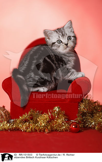 sitzendes Britisch Kurzhaar Ktzchen / sitting British Shorthair Kitten / RR-101503
