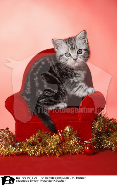 sitzendes Britisch Kurzhaar Ktzchen / sitting British Shorthair Kitten / RR-101506