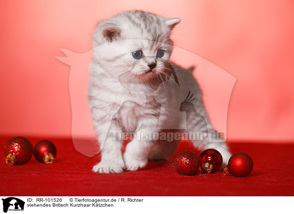 stehendes Britisch Kurzhaar Ktzchen / standing British Shorthait kitten / RR-101526