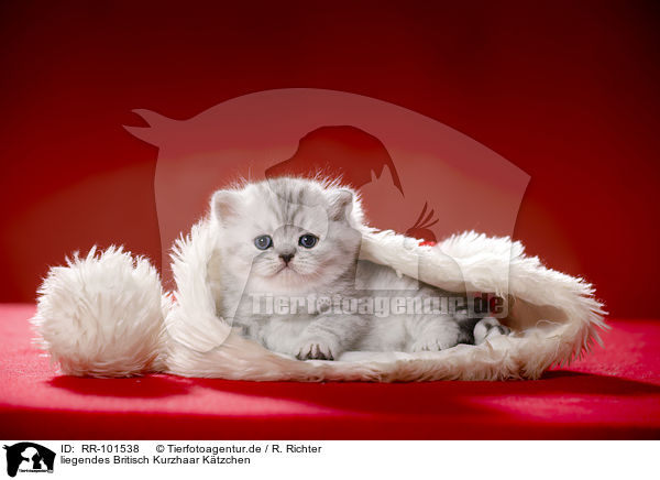 liegendes Britisch Kurzhaar Ktzchen / lying British Shorthait kitten / RR-101538