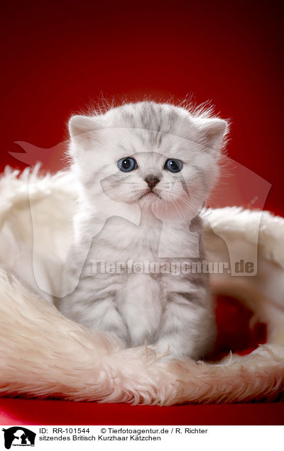 sitzendes Britisch Kurzhaar Ktzchen / sitting British Shorthait kitten / RR-101544
