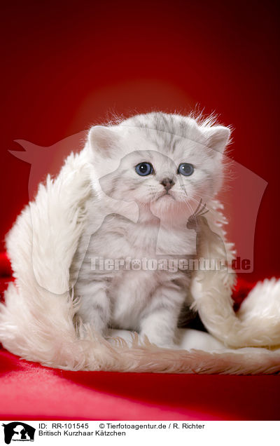 Britisch Kurzhaar Ktzchen / British Shorthait kitten / RR-101545