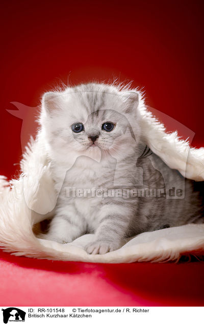 Britisch Kurzhaar Ktzchen / British Shorthait kitten / RR-101548