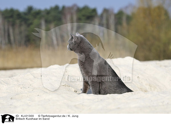 Britisch Kurzhaar im Sand / British Shorthair in sand / KJ-01300
