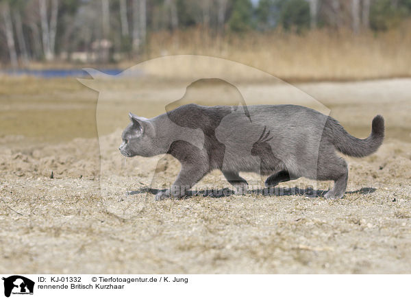 rennende Britisch Kurzhaar / running British Shorthair / KJ-01332