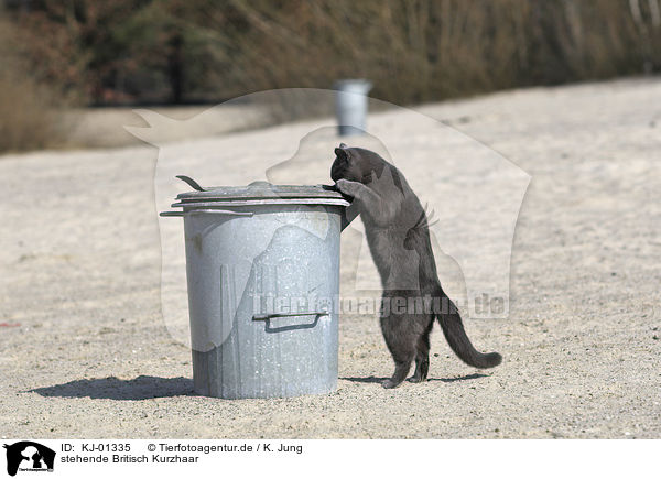 stehende Britisch Kurzhaar / standing British Shorthair / KJ-01335