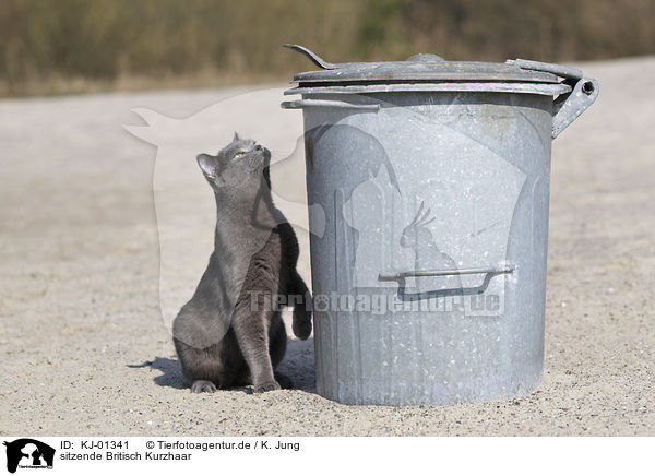 sitzende Britisch Kurzhaar / sitting British Shorthair / KJ-01341