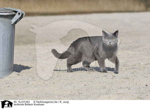 laufende Britisch Kurzhaar / walking British Shorthair / KJ-01342