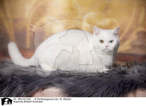 liegende Britisch Kurzhaar / lying British Shorthair / RR-101762