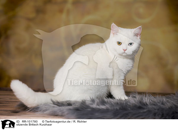 sitzende Britisch Kurzhaar / sitting British Shorthair / RR-101780