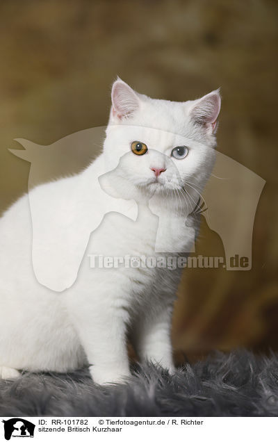 sitzende Britisch Kurzhaar / sitting British Shorthair / RR-101782