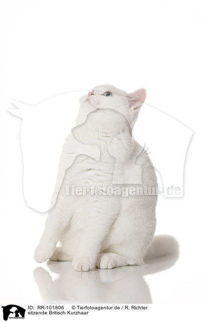 sitzende Britisch Kurzhaar / sitting British Shorthair / RR-101806