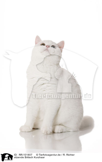 sitzende Britisch Kurzhaar / sitting British Shorthair / RR-101807