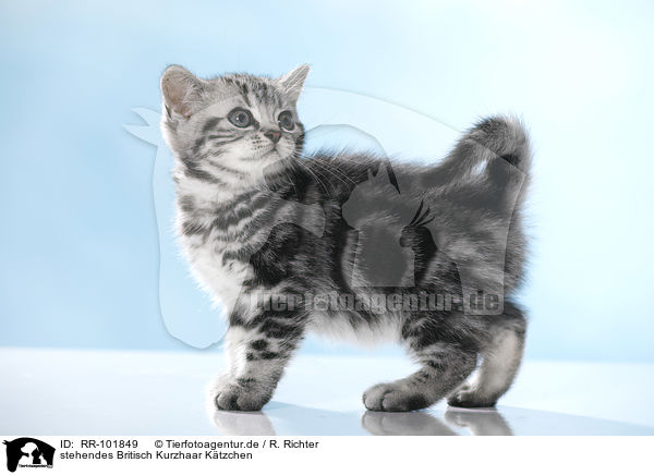 stehendes Britisch Kurzhaar Ktzchen / standing British Shorthait kitten / RR-101849
