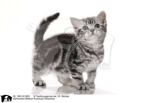 stehendes Britisch Kurzhaar Ktzchen / standing British Shorthait kitten / RR-101861