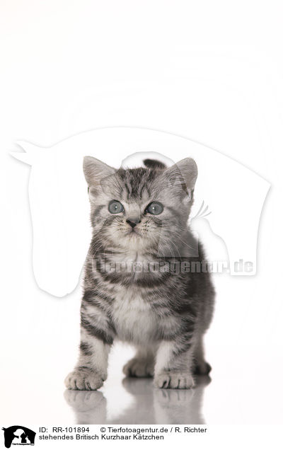 stehendes Britisch Kurzhaar Ktzchen / standing British Shorthait kitten / RR-101894