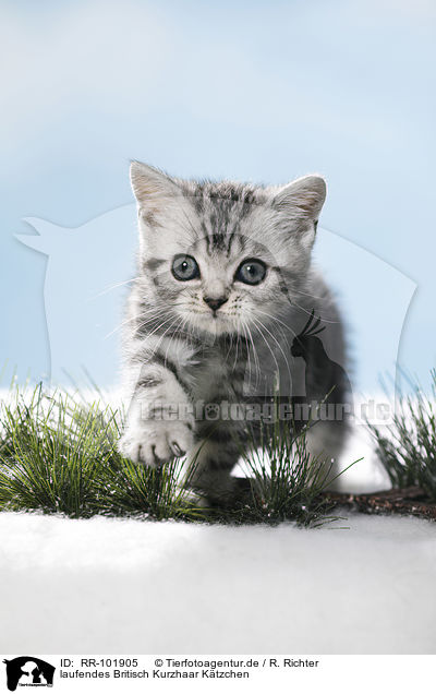 laufendes Britisch Kurzhaar Ktzchen / walking British Shorthait kitten / RR-101905