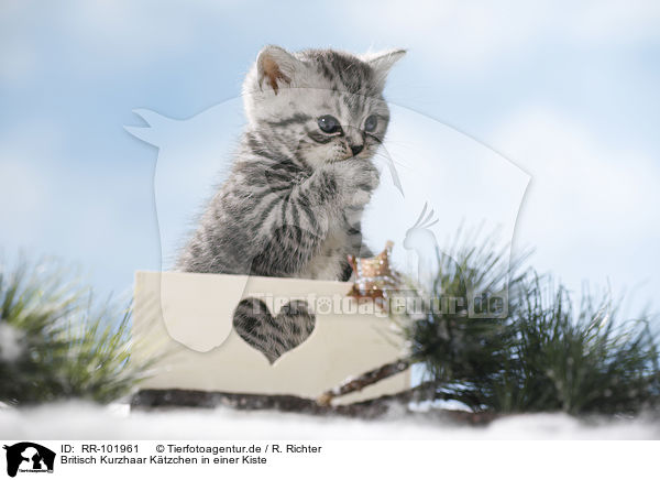Britisch Kurzhaar Ktzchen in einer Kiste / British Shorthait kitten in a box / RR-101961